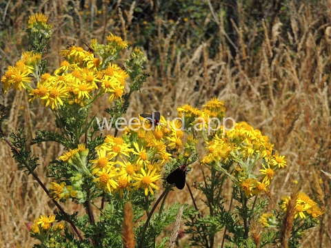 ragwort, tansy